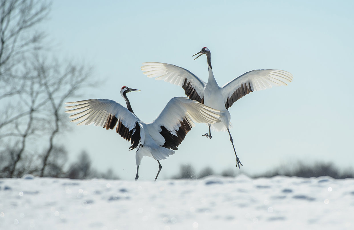 Red-crowned cranes dancing on Hokkaido Island