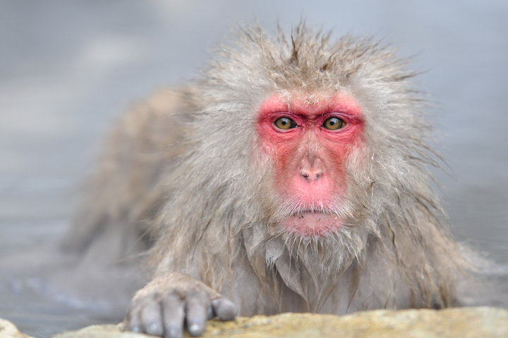 Snow Monkeys - Activities