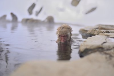 Snow Monkeys & Temple - Activities