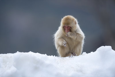 Visit the Snow Monkeys - Activities